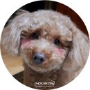 몽실하개 이미지