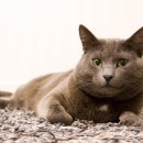 브리티쉬숏헤어 캐터리 이미지