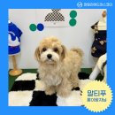 천안 강아지분양 고양이분양 파밀리에드마스코타 신불당본점 네이버블로그