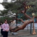 단오사