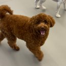 꿈꾸는개 이미지