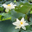 금악리 마을회관 이미지