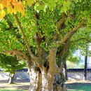 의령 충익사 모과나무 이미지