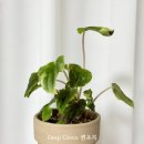 페페로미아 이미지