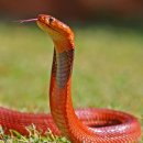 [혐오] 세계의 맹독사 뱀 이미지