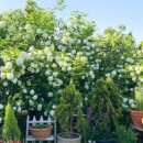 모네정원 이미지