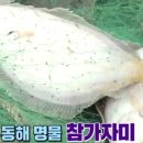 참가자미나라 이미지