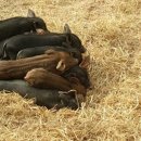 돼지농장 이미지