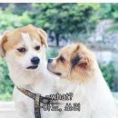 다 이미지