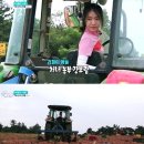 강보람고구마 이미지