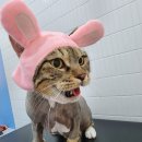 잔다냥 천안점 이미지