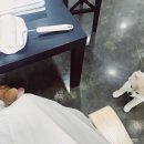 샤워앤독 이미지