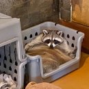 멍이와쿤이 이미지