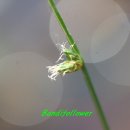 수원-1528 이미지