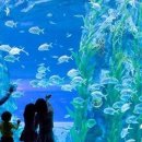 롯데월드아쿠아리움 이미지