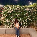 용인에버라인운영 | [용인] 에버랜드 큐패스,발렛주차 매진시 예약방법 및 이용후기