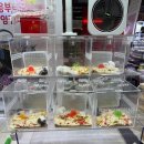 메디서플라이 | [2025 관상어박람회] with 렙타일 첫째날 방문후기 (물고기,파충류,게코,피그미다람쥐 구경)