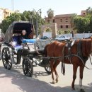 신전목장 이미지