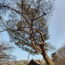 대야산자연휴양림 이미지