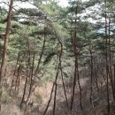 비봉산주유소 이미지