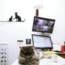 21세기동물병원 이미지