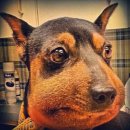 댕댕이와냥이 이미지