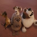 프린스 코기 이미지