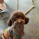 바오그루밍 이미지