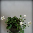 피고지고 이미지