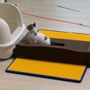 [고양이 용품] 오케이펫코리아 70cm 쇼파형 스크래쳐 내돈내산 추천 후기