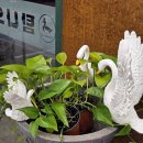 탐나오리 이미지