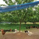 김제아리랑농원 이미지