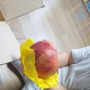 금봉 농장 | 딱딱이복숭아 황도딱딱이 금봉 진짜 대박 맛있음
