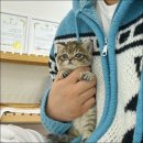 러블리캣독 의정부고양이분양 강아지분양 | 의정부고양이샵, 러블리캣독에서 만난 브리티쉬숏헤어 너무 귀여워요