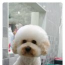 뽀송 이미지