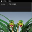 장성직구 이미지