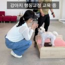 윤선생애견훈련소 | 구리 강아지훈련소 프래들 반려견 산책교육 후 달라진 우리의 산책 시간