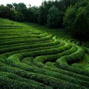 보성택시앞 이미지