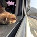 담양돈까스 이미지