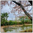 만포대식당 | 해군복지포탈체계 예약방법 포항 골프장 라운딩 후기(군마트 이용은 덤)