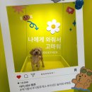 강아지공간 | 시흥하늘휴게소 펫존 | 강아지와 함께 쉬기 좋은 휴게소 공간 후기