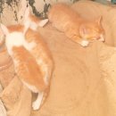 봉계가정식당 이미지