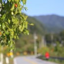 의풍분교온달캠핑장 이미지