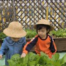 🌱자연생태교육 - 배추 이미지