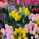 파란망고 이미지