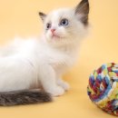 동양애견 강아지분양 고양이분양 이미지