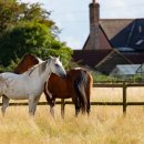 양화목장 이미지