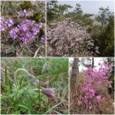 ＜섬＞선도(蟬島) - 샘물 같은 그리움이 수선화로 피었다 이미지
