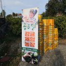 개울농장 가기전 | 제주 감귤체험 내돈내산 후기 제주도 곱은달 감귤농장 위치 가격 예약 총정리