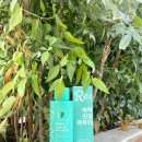 지엠헬스케어(주) | 말차 세안제 환절기 피부진정 저자극 딥클렌징 지엠지엔르코스